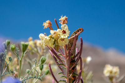 Close-up of flowering plant against clear blue sky
