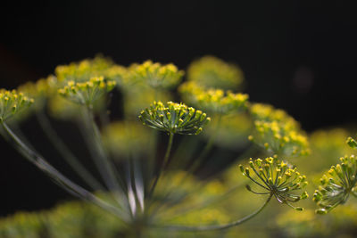 Close-up of yellow flowering plant on field