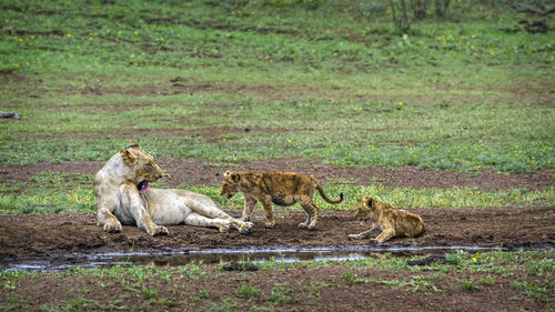 Lioness looking at cubs playing on land