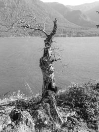 Close-up of tree trunk in water