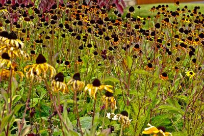 Yellow flowers on field