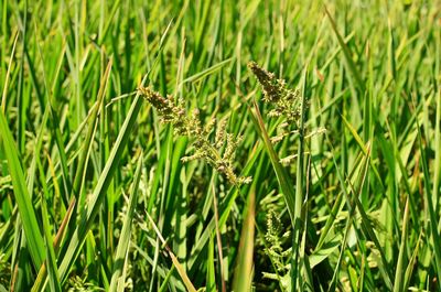 Close-up of insect on grass