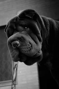 Close-up portrait of shar-pei at home