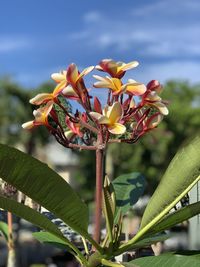 Close-up of flowering plant