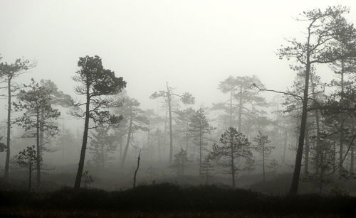 View of trees in foggy weather