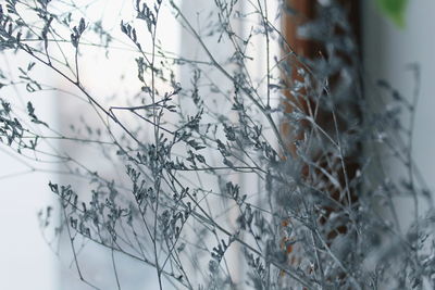 Close-up of snow on tree against sky