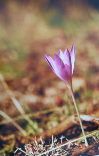 Close-up of purple crocus blooming outdoors