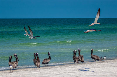 Group of birds on the sea shore