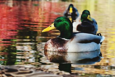 Close-up of mallard duck swimming in lake