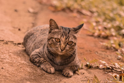 Portrait of tabby cat lying on land