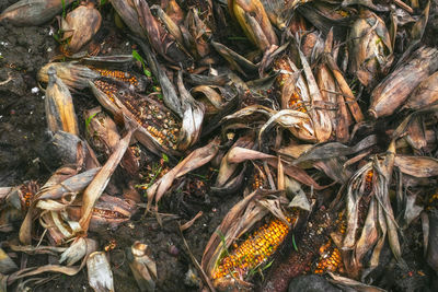 High angle view of crab on ground