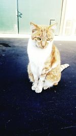 Cat looking away