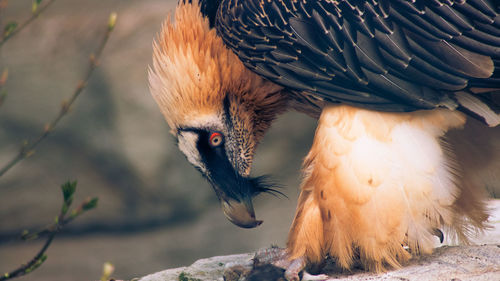 Close-up of a bird