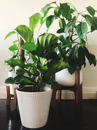 Close-up of potted plant on table at home