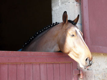 Close-up of horse in stable