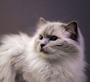 Close-up of cat against grey background