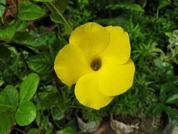 Close-up of yellow flowering plant