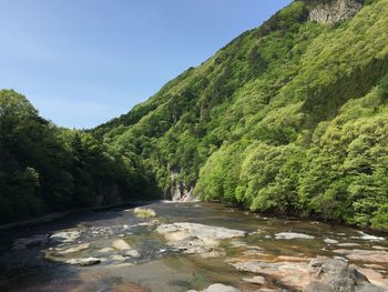 Scenic view of river amidst trees in forest against sky