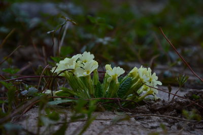 Close-up of flowers blooming outdoors