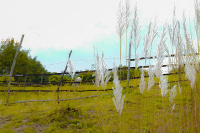 Close-up of grass in field against sky