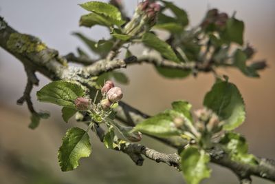 Close-up of flowering plant