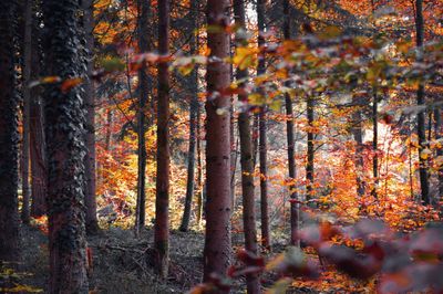 Trees in forest during autumn