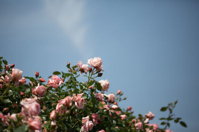 Low angle view of flowers blooming against sky