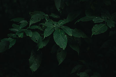 Green leaves texture in dark background