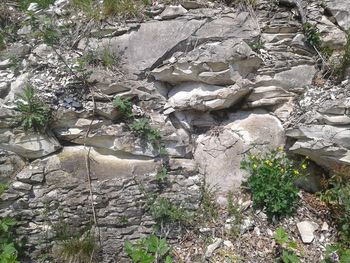 Plants growing on rock