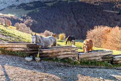 View of a horse on field