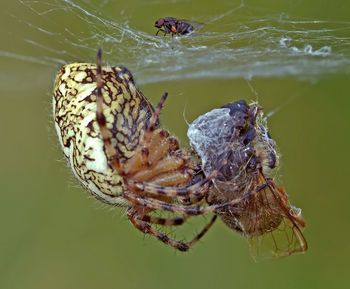 Hunting cross spider and fly