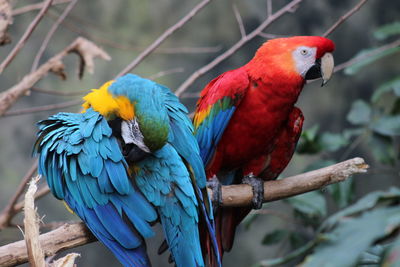 Close-up of macaws perching on branch