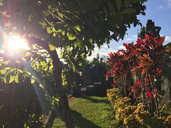 Sun shining through trees in park