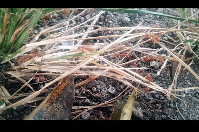 Close-up of plants