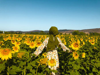 Rear view of sunflower on field against clear sky