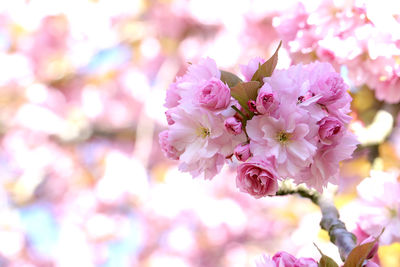 Pink cherry blossoms with bokeh background