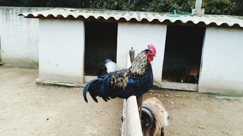 Rooster perching on fence