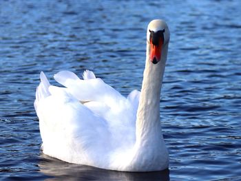 Swan swimming in lake