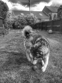 Close-up of dog in cage