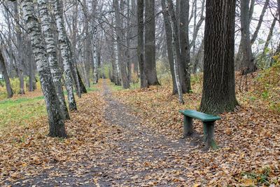 Trees in forest during autumn