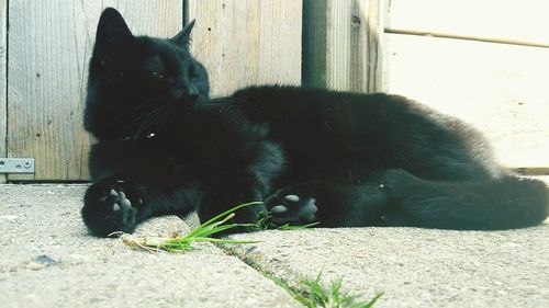Close-up of black dog sitting outdoors