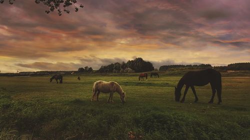 Horses grazing on field against cloudy sky at sunset