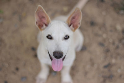 High angle portrait of dog