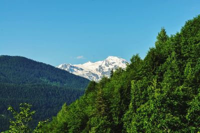 Scenic view of forest against blue sky