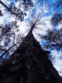 Low angle view of trees in forest against sky