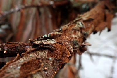 Close-up of snow on tree trunk during winter
