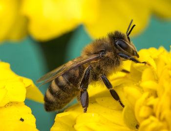 Close-up of bee on yellow flower