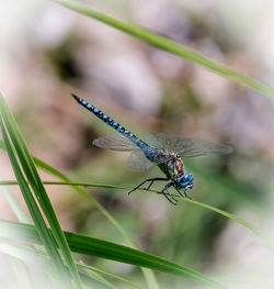 Close-up of dragonfly on plant