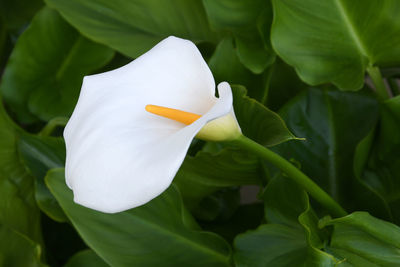 Close-up of white flower