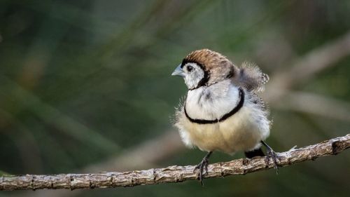 Close-up of bird perching outdoors